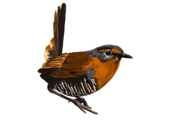 Ilustración de Chucao