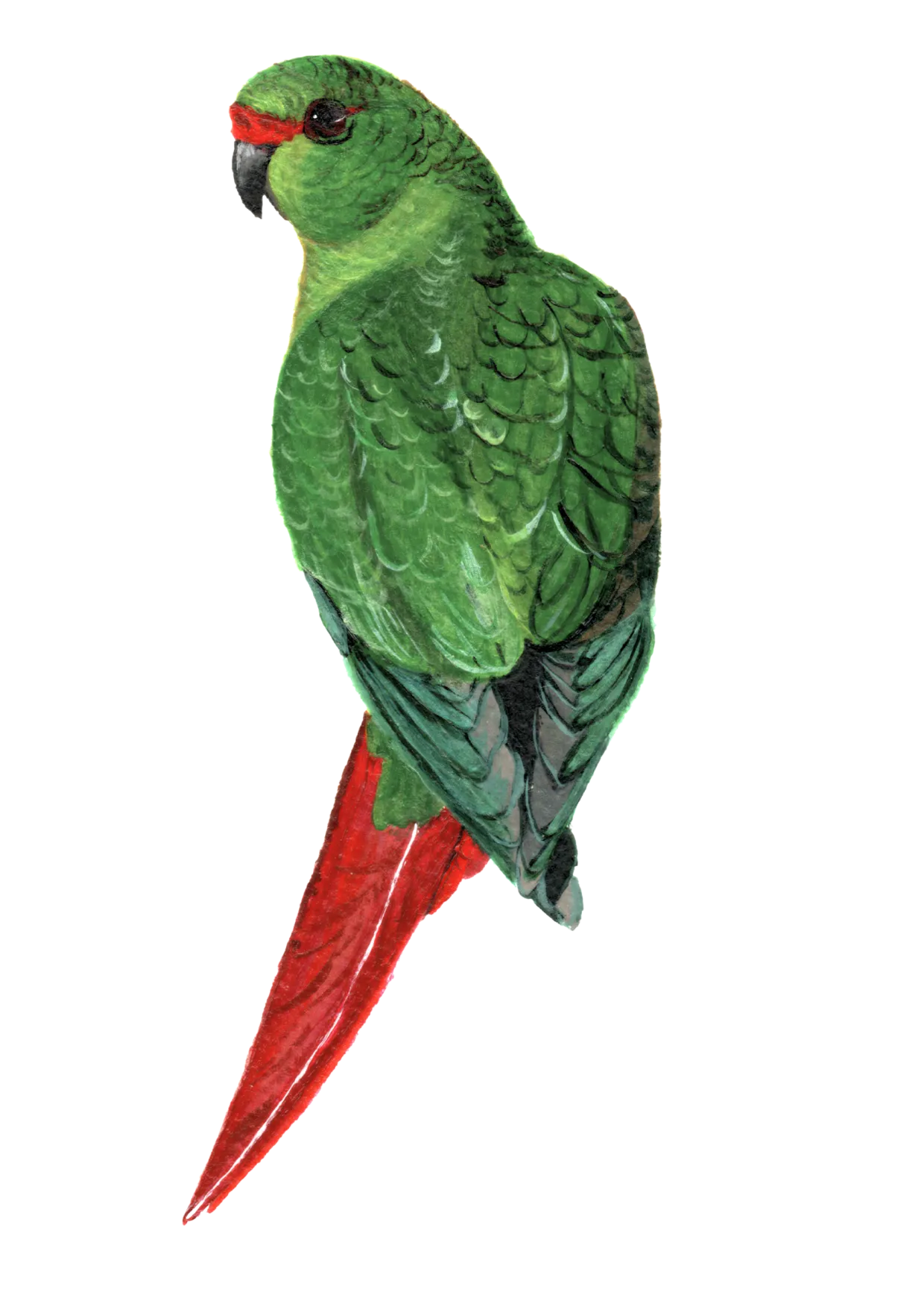 Cachaña Ilustración
