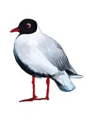 Ilustración de Gaviota Cáhuil