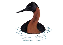 Ilustración de Huala