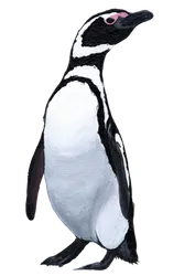 Ilustración de Pingüino de Magallanes
