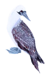 Ilustración de Piquero Común